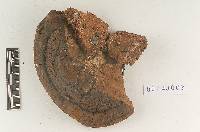 Mucronoporus everhartii image