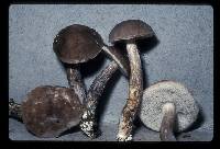 Thumbnail image of current specimen