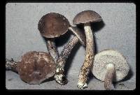 Thumbnail image of current specimen