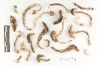 Thumbnail image of current specimen