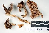 Media resource of Lactarius cordovaensis