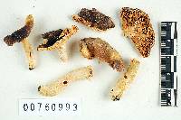 Russula subtilis image