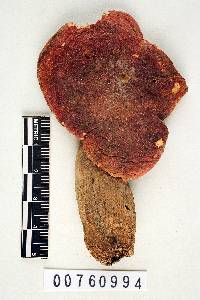 Russula subvelutina image