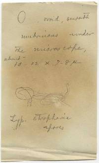 Stropharia elegans image