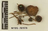 Stropharia subumbonatescens image