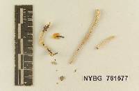 Stropharia semigloboides image