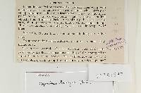 Coprinus laniger image