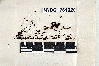 Thumbnail image of current specimen