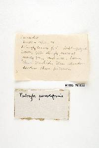 Thumbnail image of current specimen