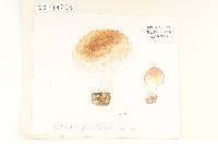 Agaricus flavitingens image