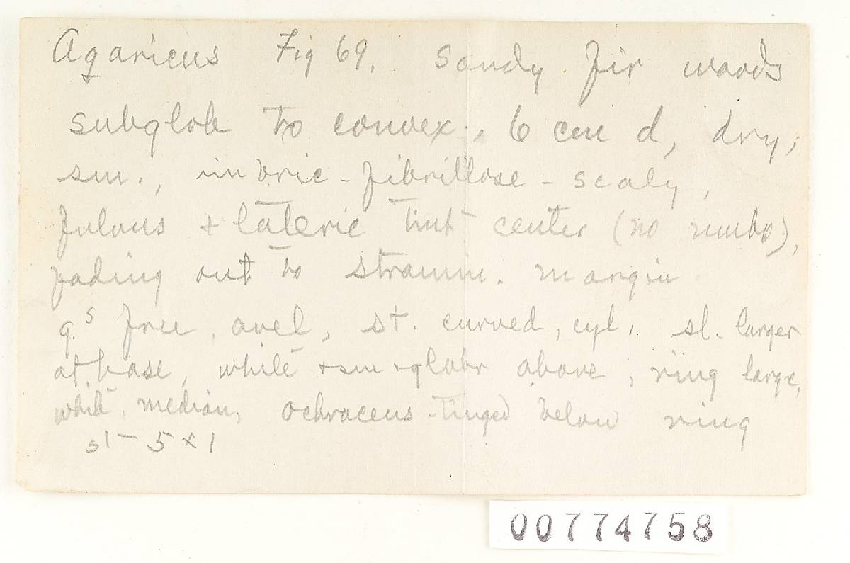 Agaricus flavitingens image