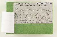 Hygrophorus fulvosiformis image