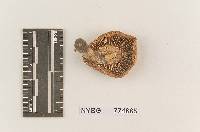 Hygrophorus roseobrunneus image