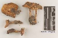 Hygrophorus westii image
