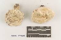 Hygrophorus subsordidus image