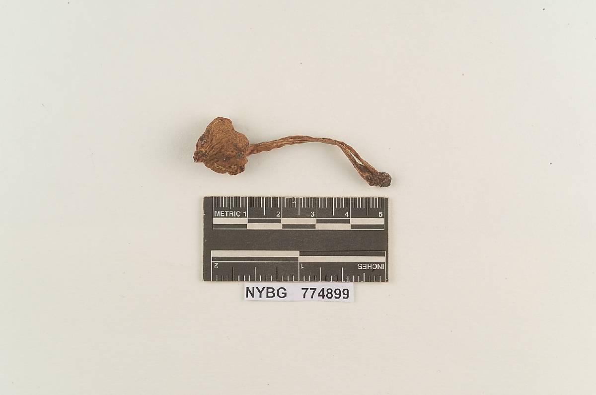 Hygrophorus ruber image