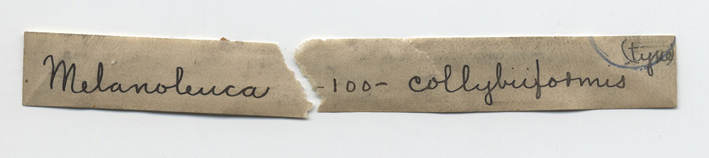 Melanoleuca collybiiformis image