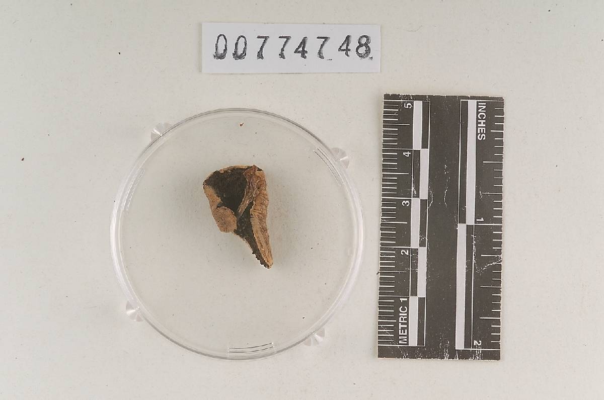 Agaricus comptuloides image