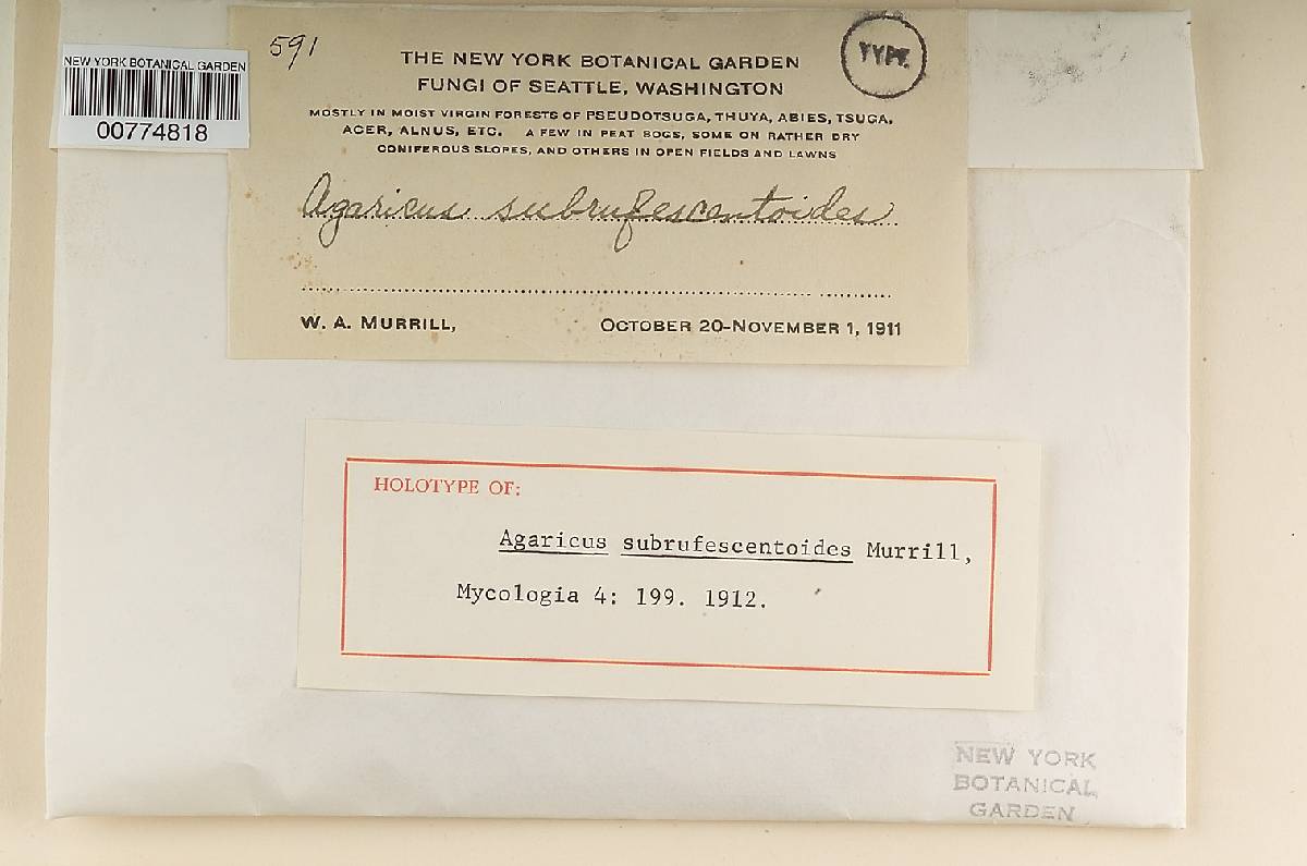 Agaricus subrufescentoides image