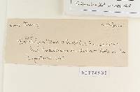 Agaricus scobifer image