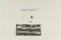 Agaricus scobifer image