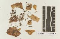 Thumbnail image of current specimen