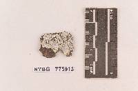 Gloeocystidium sernanderi image