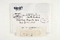 Hygrophoropsis aurantiaca image