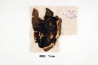 Hygrophoropsis aurantiaca image