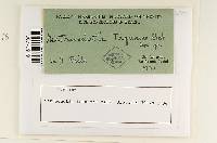 Media resource of Matruchotia taquarae