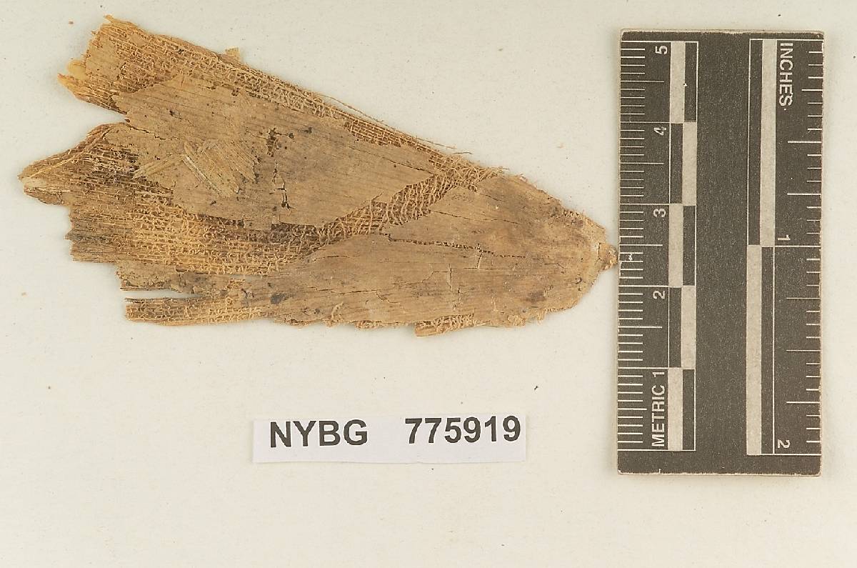 Matruchotia taquarae image