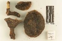 Hydnellum caeruleum image