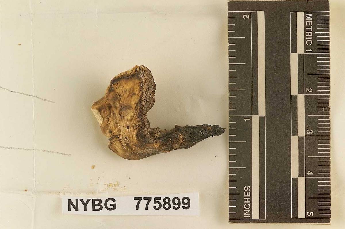 Hydnum humidum image