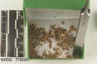 Melanoleuca sublurida image