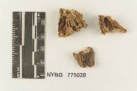 Melanoleuca sublurida image