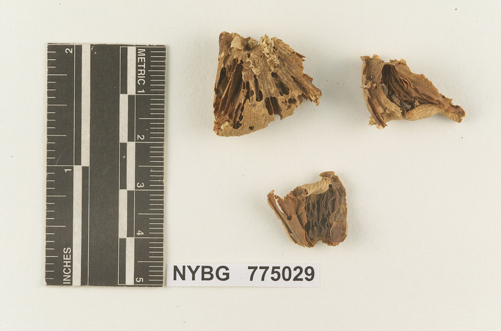 Melanoleuca sublurida image