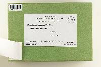 Thumbnail image of current specimen