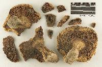 Thumbnail image of current specimen