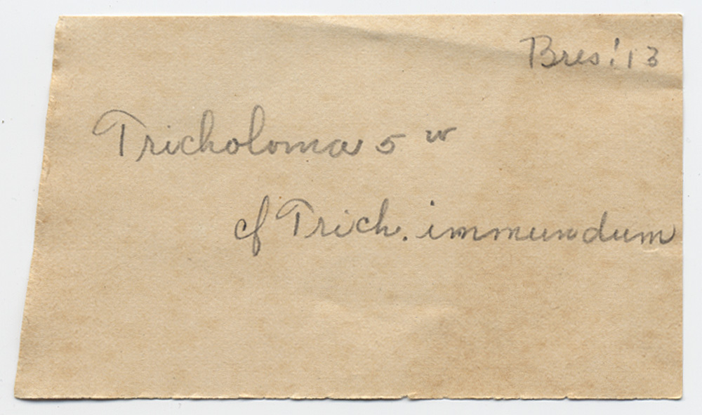 Melanoleuca farinacea image