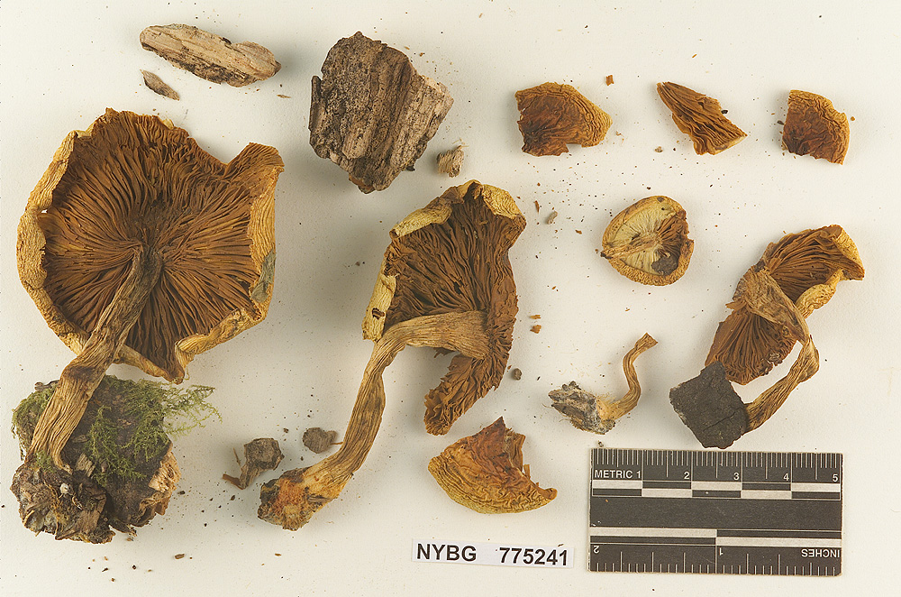 Gymnopilus latus image