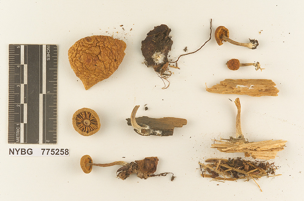 Gymnopilus flavidellus image