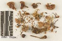 Gymnopilus viscidissimus image
