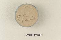 Pluteus melleus image