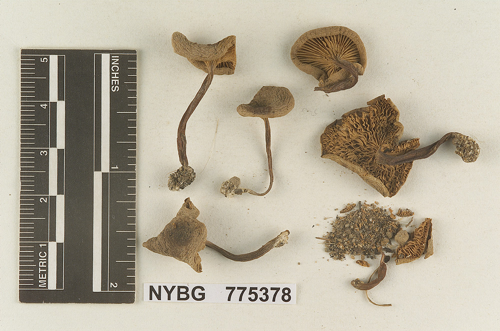 Pleuropus avellaneus image