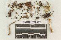 Media resource of Naucoria sphagnorum