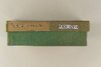 Pluteus magnus image