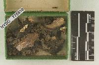 Geopetalum oregonense image