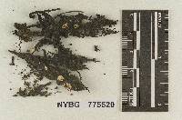 Geopetalum subsepticum image