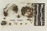 Geopetalum subsepticum image
