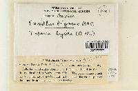 Paxillus ligneus image